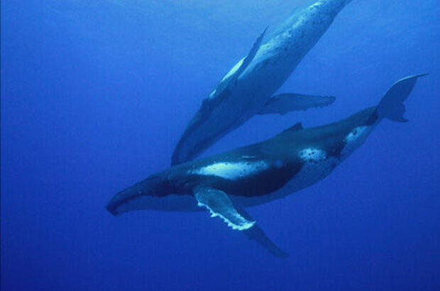 OceanWorld 3D (2009) - photo 6