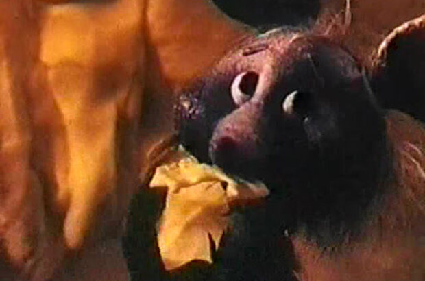 Kvartira iz syra (1989) - photo 2