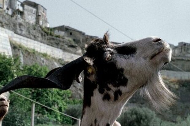 Le Quattro Volte (2010) - photo 4