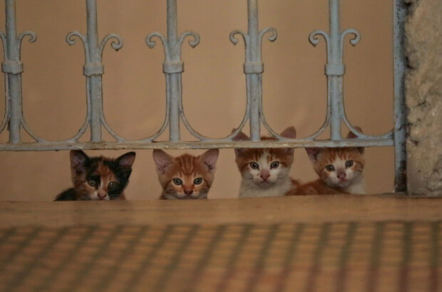 Kedi (2016) - photo 8