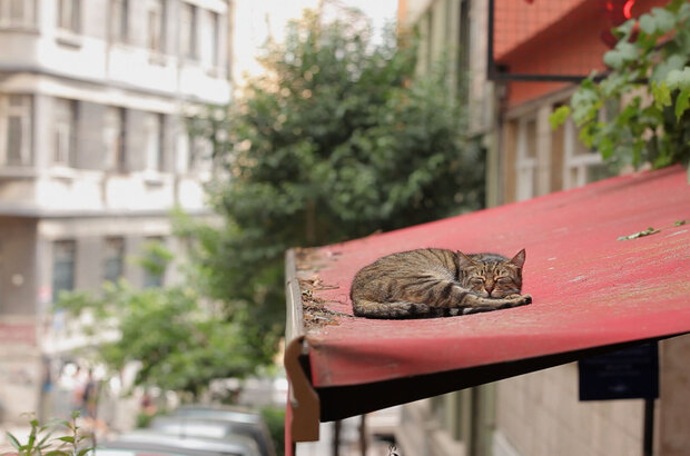 Kedi (2016) - photo 6