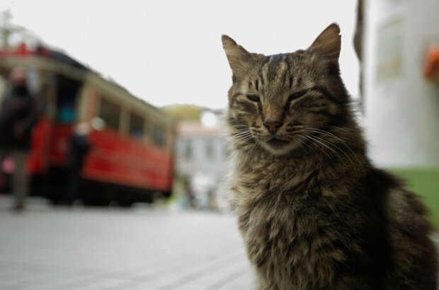 Kedi (2016) - photo 2