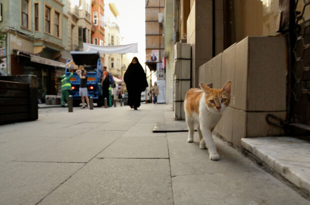Kedi (2016) - photo 5
