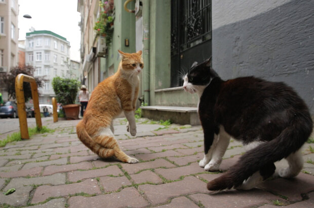 Kedi (2016) - photo 7