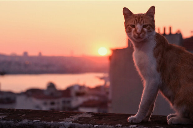 Kedi (2016) - photo 1