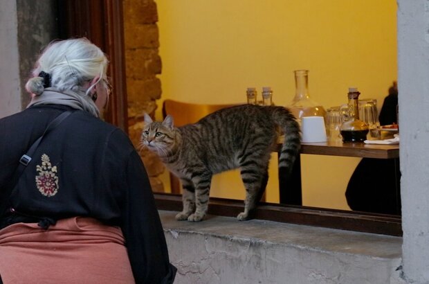 Kedi (2016) - photo 9