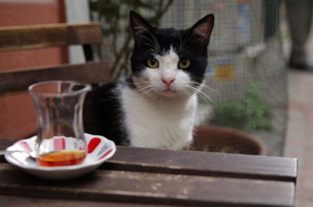 Kedi (2016) - photo 3