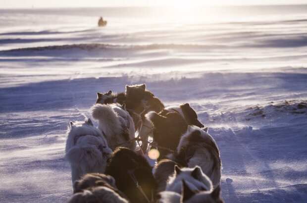 The Great Arctic (2014) - photo 1