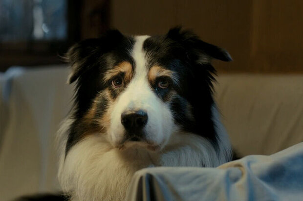 Famous Five 2 (2013) - photo 12