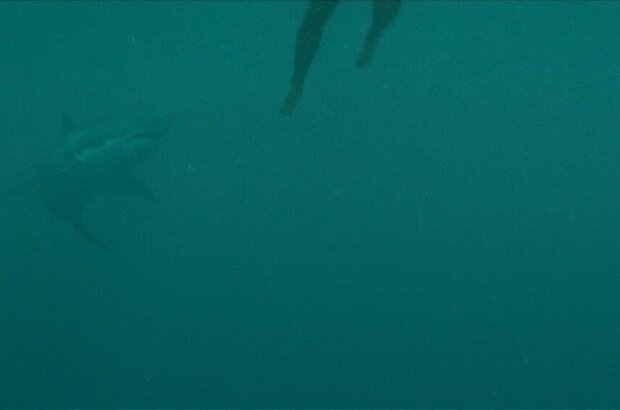 Open Water 3: Cage Dive (2017) - photo 2