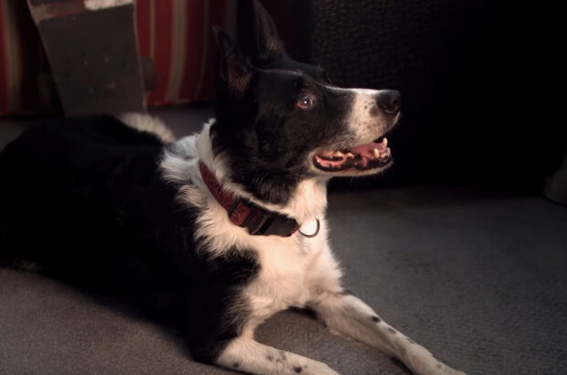 Paws P.I. (2018) - photo 4