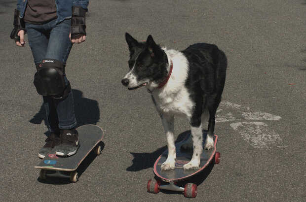 Paws P.I. (2018) - photo 1