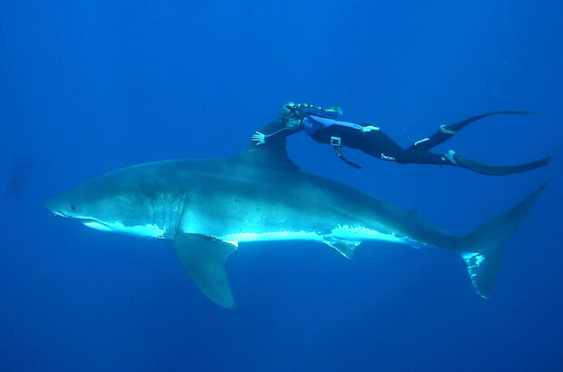 She Is the Ocean (2020) - photo 27