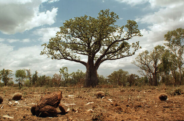 Cane Toads: The Conquest (2009) - photo 5