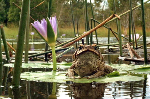 Cane Toads: The Conquest (2009) - photo 2