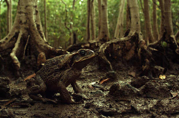 Cane Toads: The Conquest (2009) - photo 4