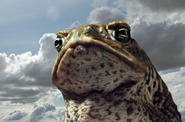 Cane Toads: The Conquest (2009) - photo 1