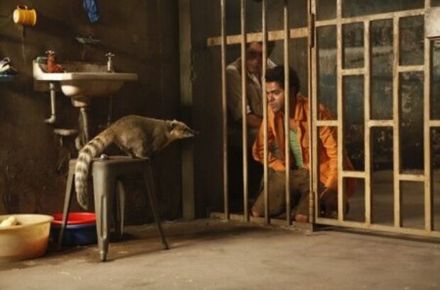 HOUBA! On the Trail of the Marsupilami (2012) - photo 6