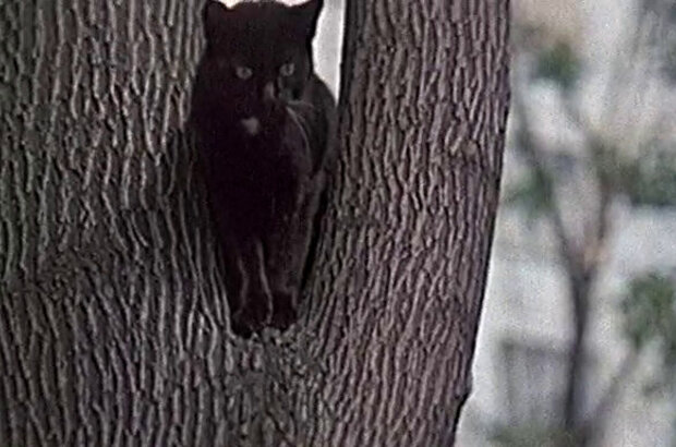 Хочу, чтоб он пришел (1981) - фото 2