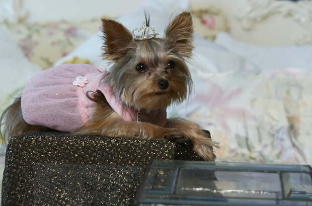 Monster & Me (2013) - photo 2