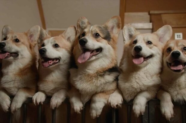 Us, Our Pets and the War (2024) - photo 1
