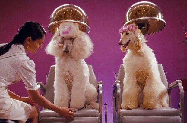 Hotel for Dogs (2009) - photo 5