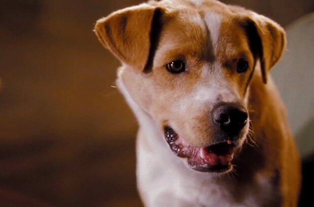 Hotel for Dogs (2009) - photo 11
