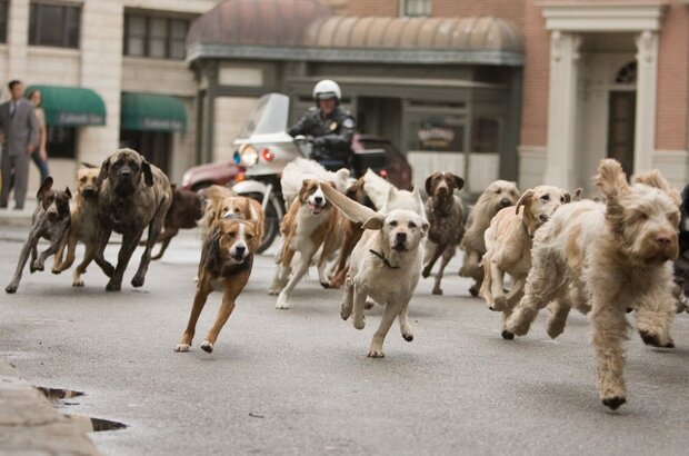 Hotel for Dogs (2009) - photo 9