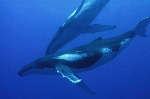 Dolphins and Whales 3D: Tribes of the Ocean (2008) - photo 1