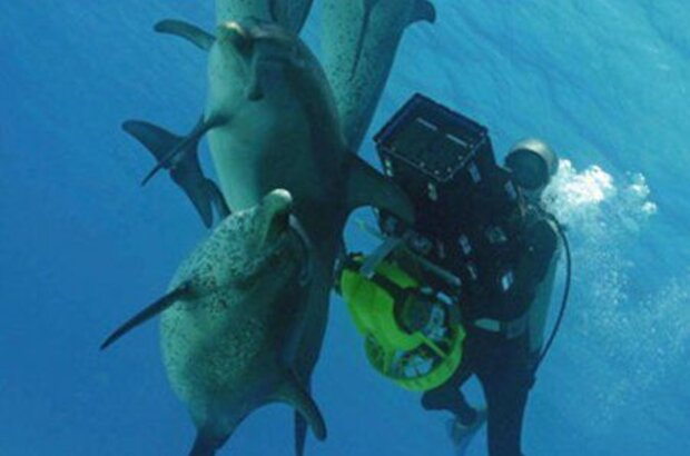 Dolphins and Whales 3D: Tribes of the Ocean (2008) - photo 6