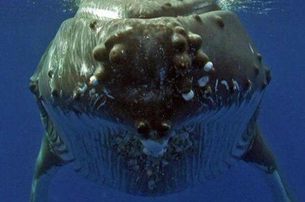 Dolphins and Whales 3D: Tribes of the Ocean (2008) - photo 5