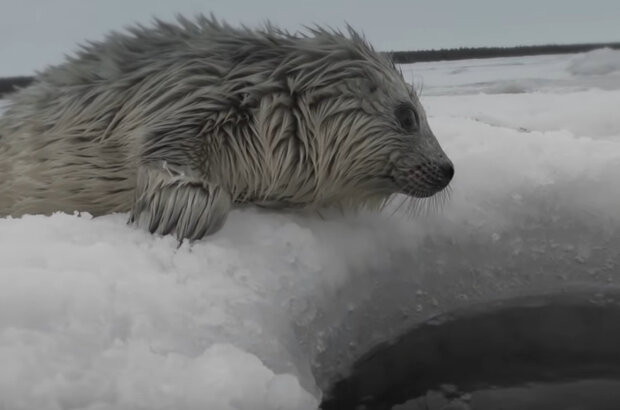 Краткое пособие по воспитанию тюленей (2020) - photo 5