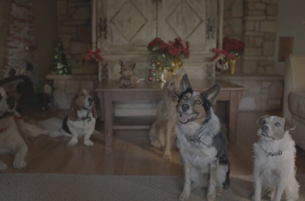 Pups Alone (2021) - photo 2