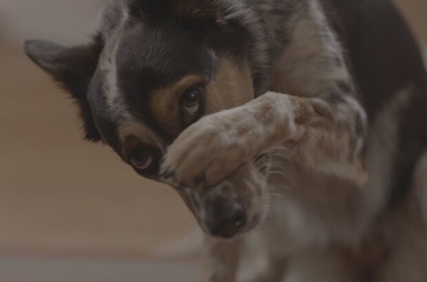 Pups Alone (2021) - photo 3