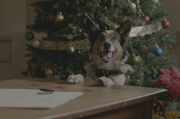 Pups Alone (2021) - photo 5