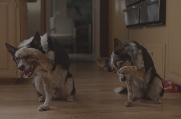 Pups Alone (2021) - photo 8