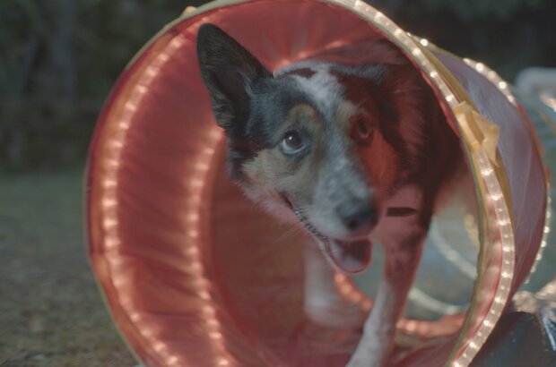 Pups Alone (2021) - photo 7
