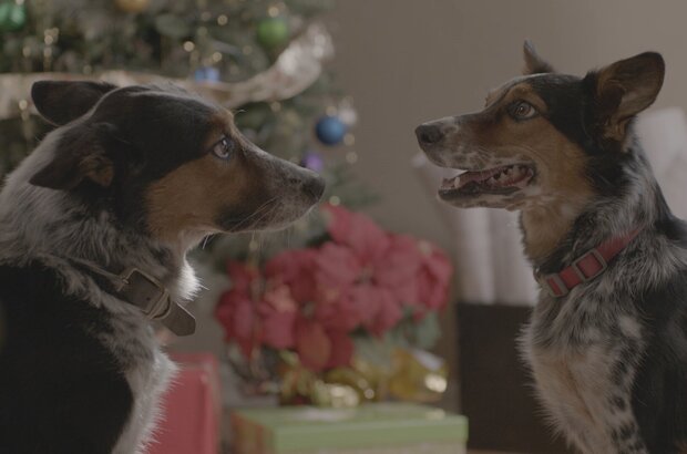 Pups Alone (2021) - photo 4