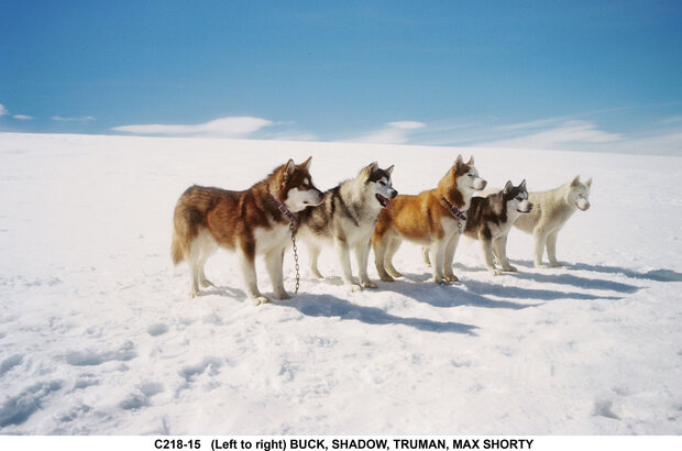 Eight Below (2005) - photo 5