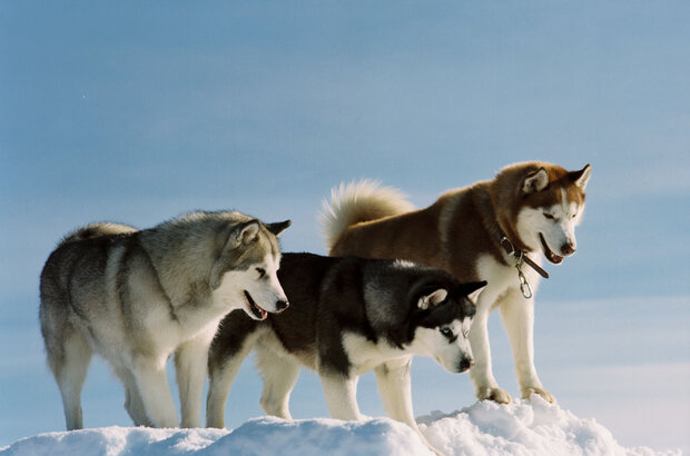 Eight Below (2005) - photo 1