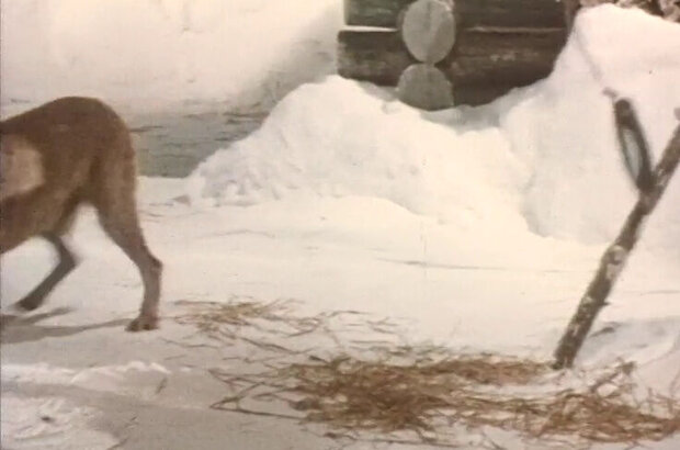 Polar Fox Napoleon III (1978) - photo 3