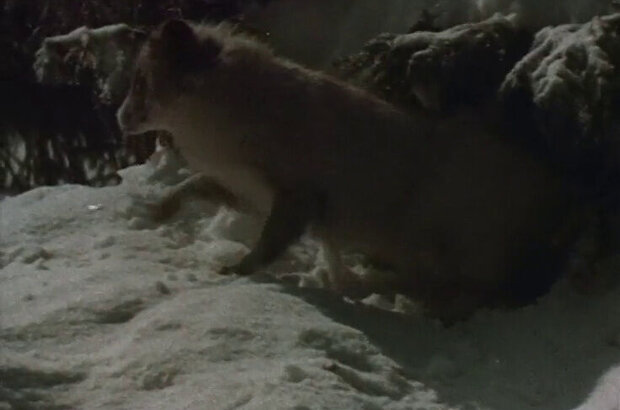 Polar Fox Napoleon III (1978) - photo 8