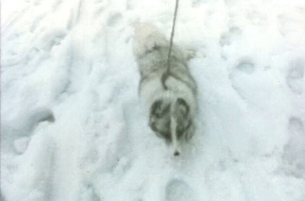 Polar Fox Napoleon III (1978) - photo 2