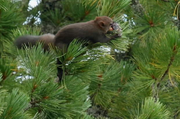 Бурые медведи: Пикник в дикой природе (2020) - photo 4