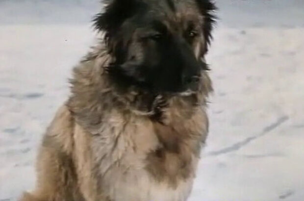 Boatswain (1975) - photo 39