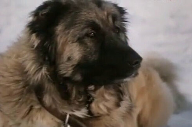 Boatswain (1975) - photo 22