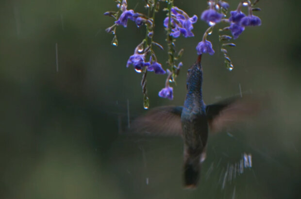 Hummingbirds: Jewelled Messengers (2012) - photo 8
