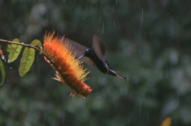Hummingbirds: Jewelled Messengers (2012) - photo 6