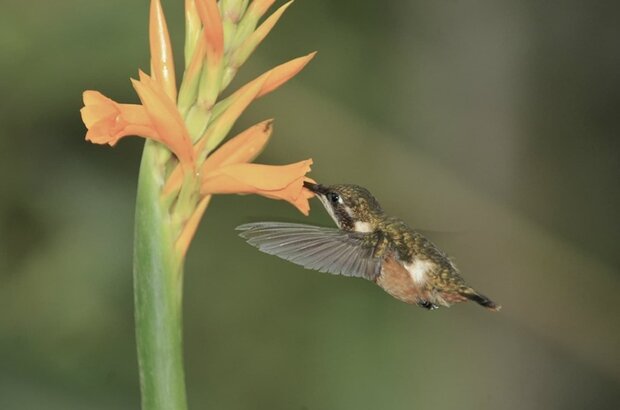 Hummingbirds: Jewelled Messengers (2012) - photo 1