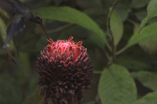 Hummingbirds: Jewelled Messengers (2012) - photo 7